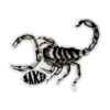 Baker Scorpion Sticker - Multi -DADDIES Skate Gear BQ8D7C6 1